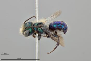 Media type: image;   Entomology 790490 Aspect: habitus lateral view